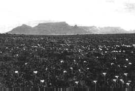 Arum Lilies and view of Table Mountain