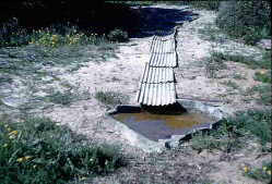 Valuable water for the  new animals on Robben Island.